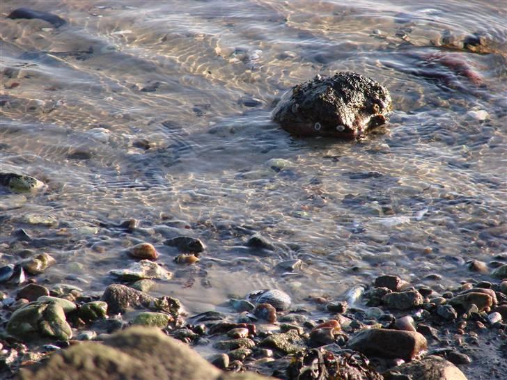 En tur i dyreborg skov billede 2