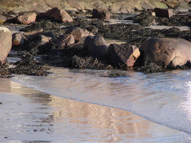 En tur i dyreborg skov billede 5