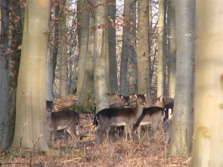 En tur i dyreborg skov billede 6