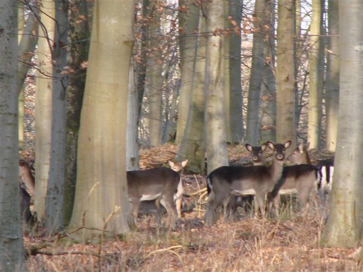 En tur i dyreborg skov billede 7