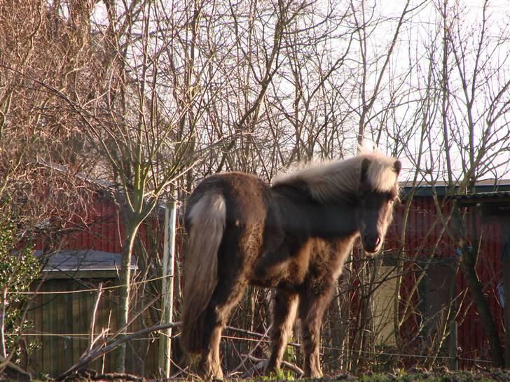 En tur i dyreborg skov billede 8