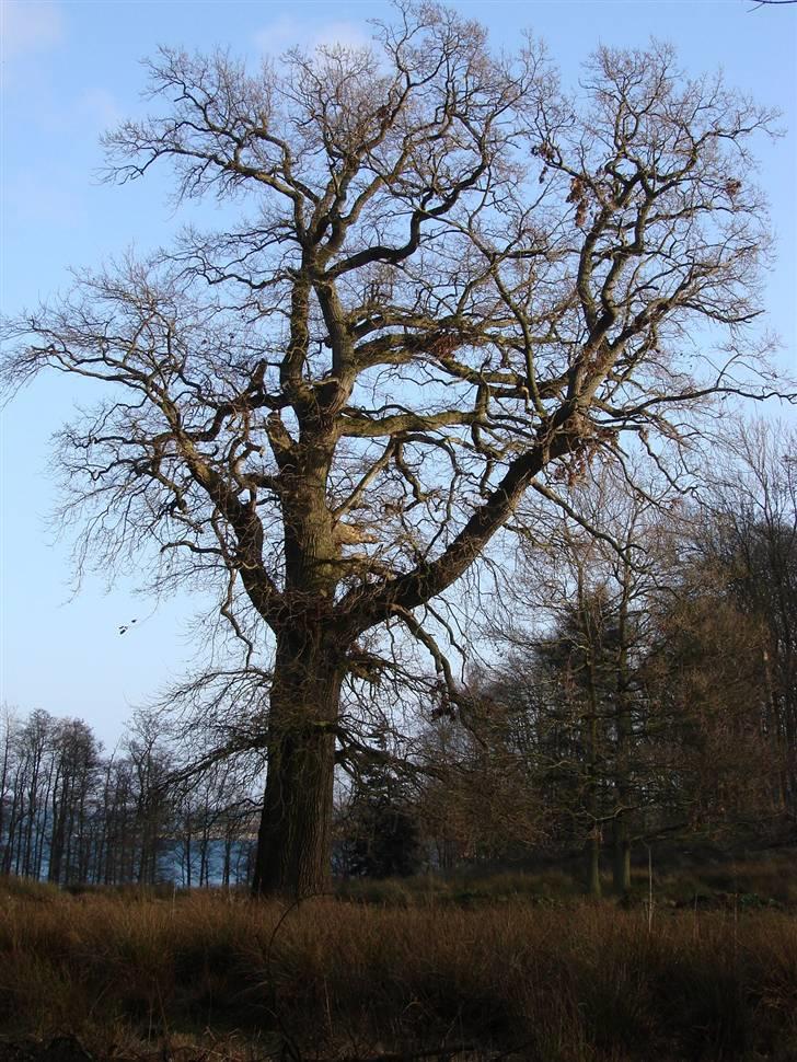 En tur i dyreborg skov billede 9