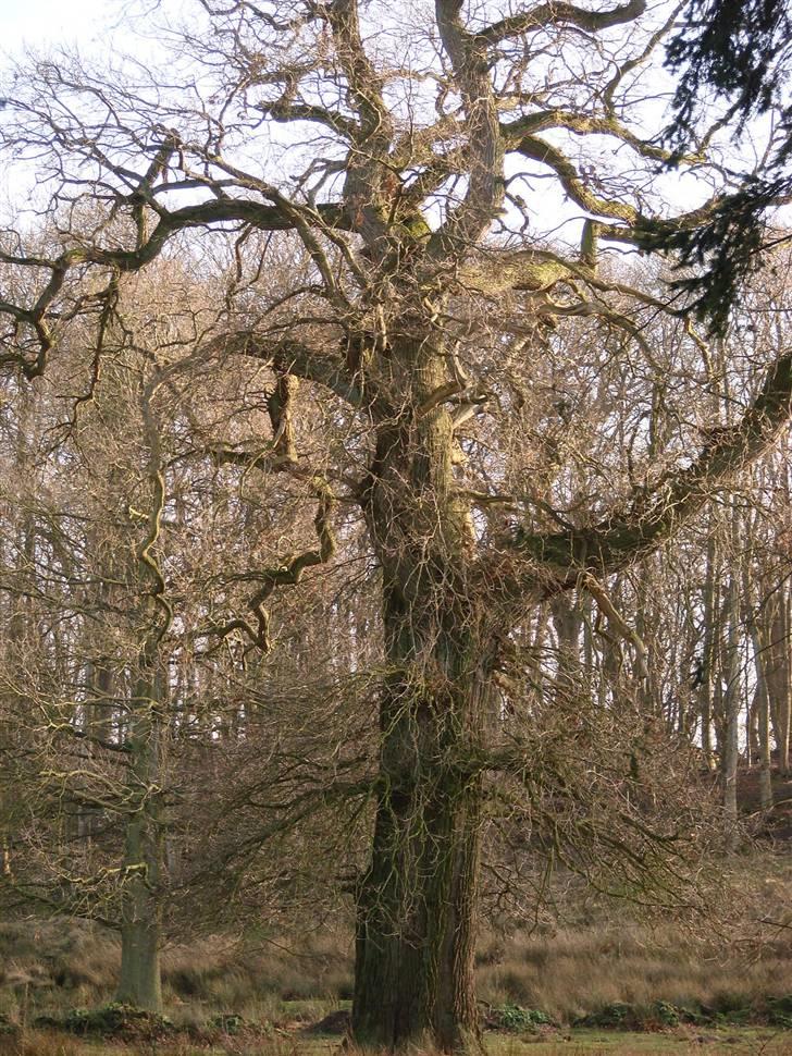 En tur i dyreborg skov billede 10