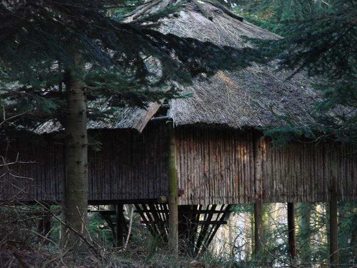 En tur i dyreborg skov billede 11