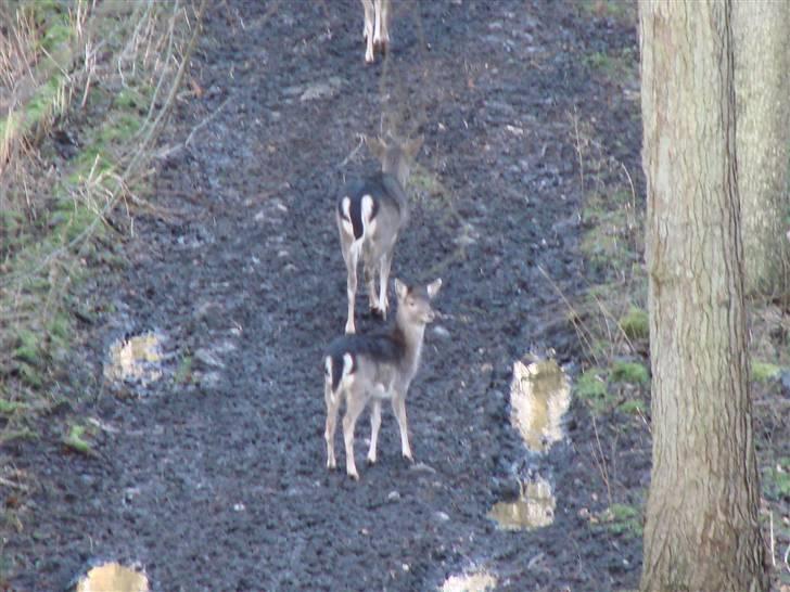 En tur i dyreborg skov billede 13