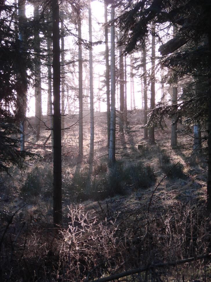 En tur i dyreborg skov billede 14