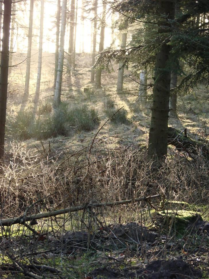 En tur i dyreborg skov billede 15