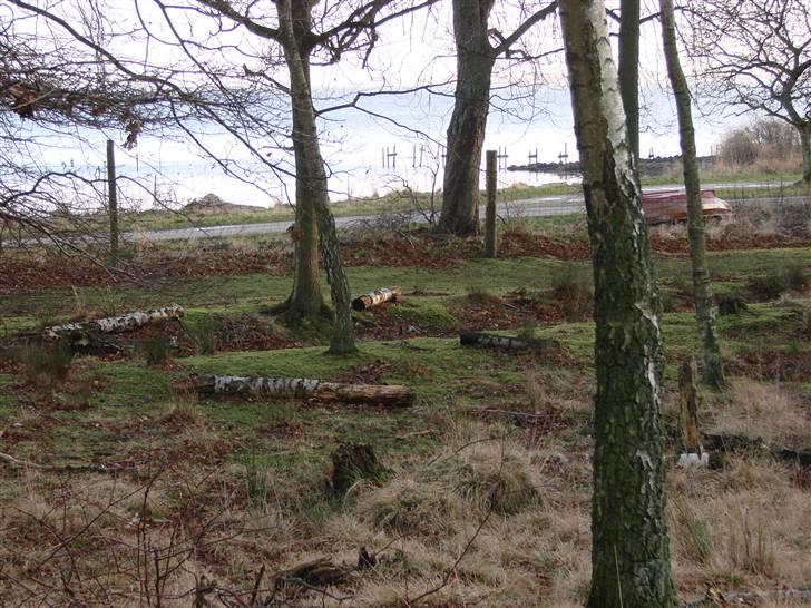 En tur i dyreborg skov billede 16