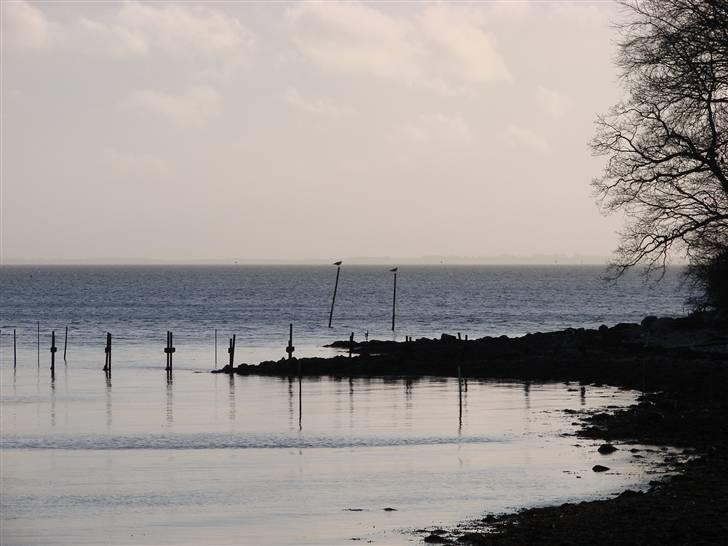 En tur i dyreborg skov billede 17