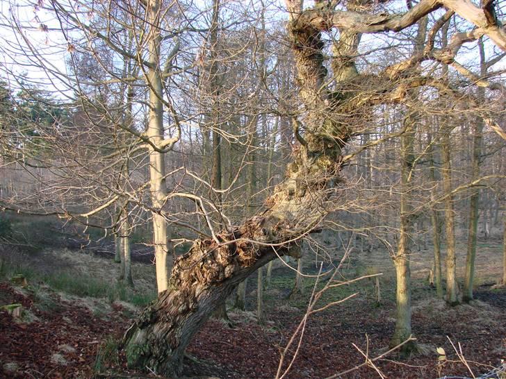 En tur i dyreborg skov billede 21