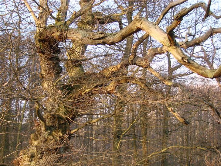 En tur i dyreborg skov billede 22