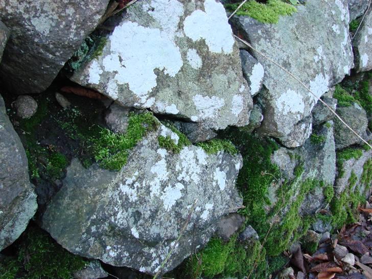 En tur i dyreborg skov billede 23