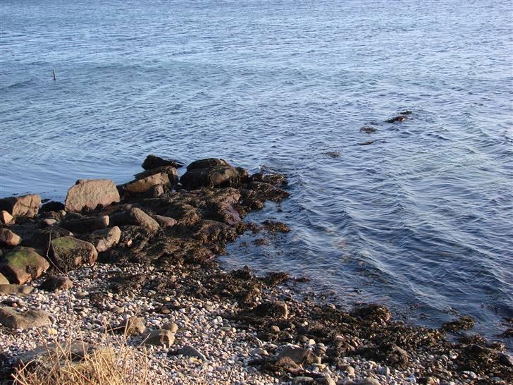 En tur i dyreborg skov billede 25