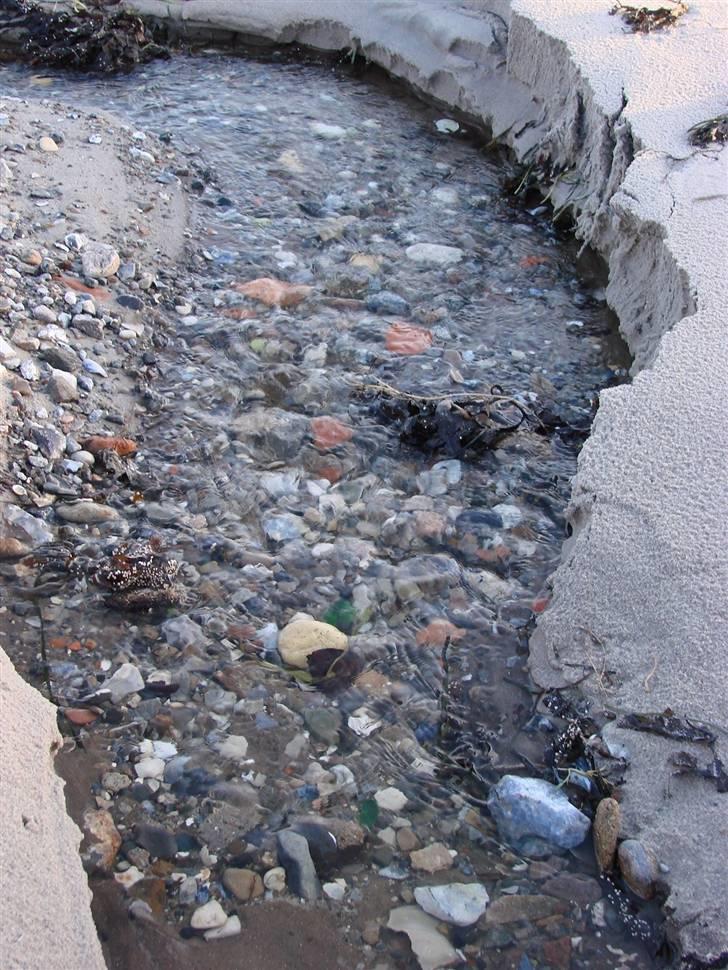 En tur i dyreborg skov billede 31