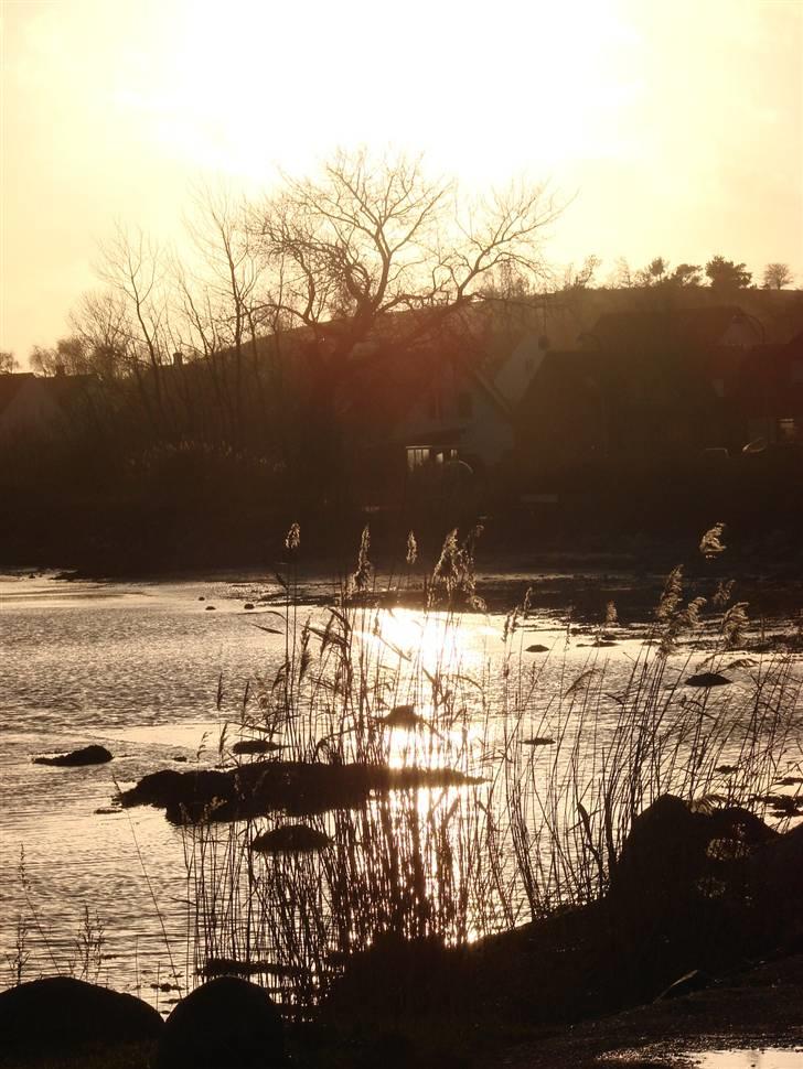 En tur i dyreborg skov billede 34