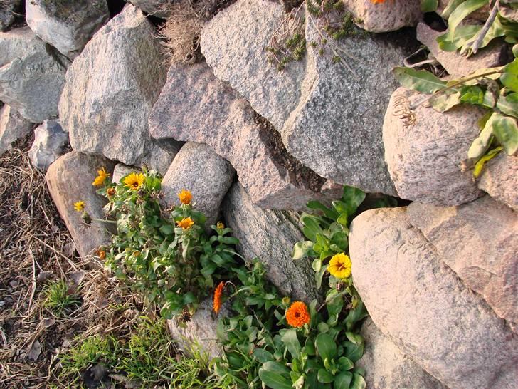 En tur i dyreborg skov billede 36