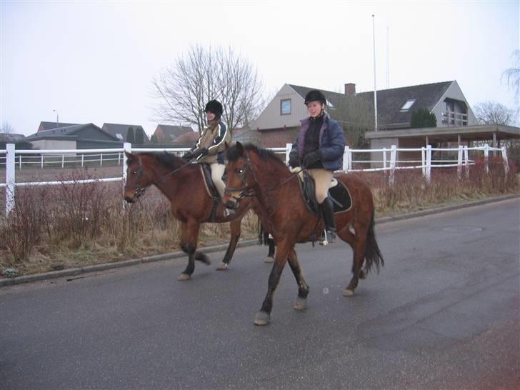 En masse blandede billeder af Tornerose billede 9