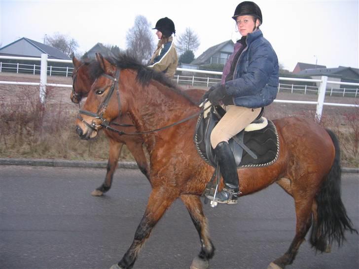 En masse blandede billeder af Tornerose billede 10