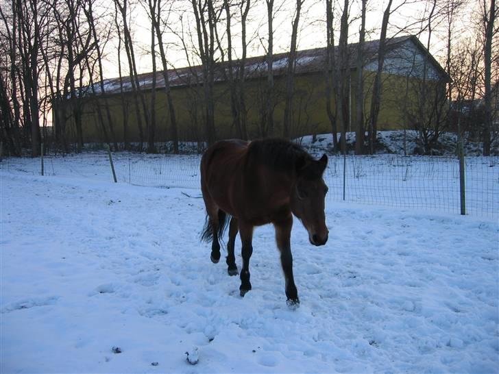 En masse blandede billeder af Tornerose billede 11