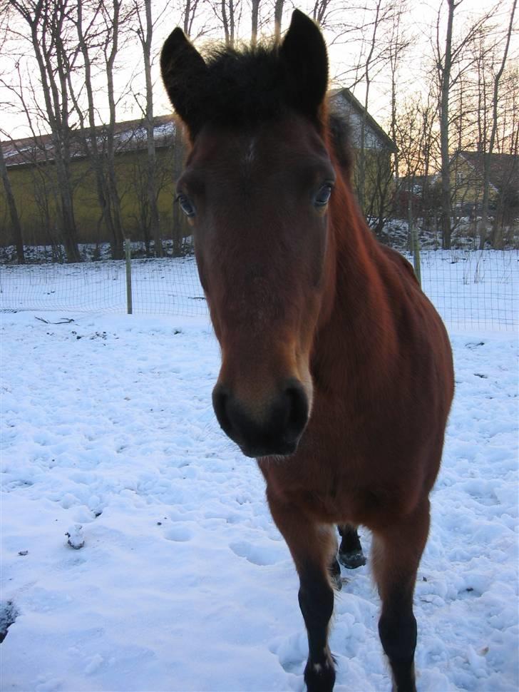 En masse blandede billeder af Tornerose billede 12