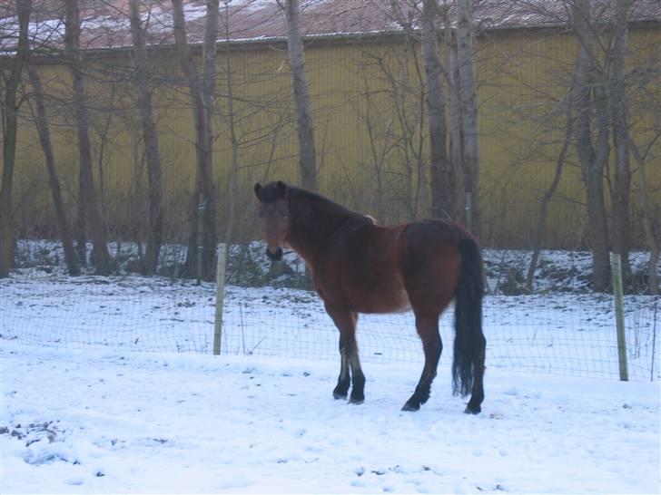 En masse blandede billeder af Tornerose billede 13