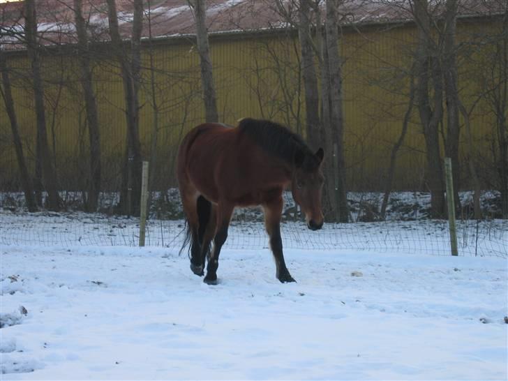 En masse blandede billeder af Tornerose billede 14