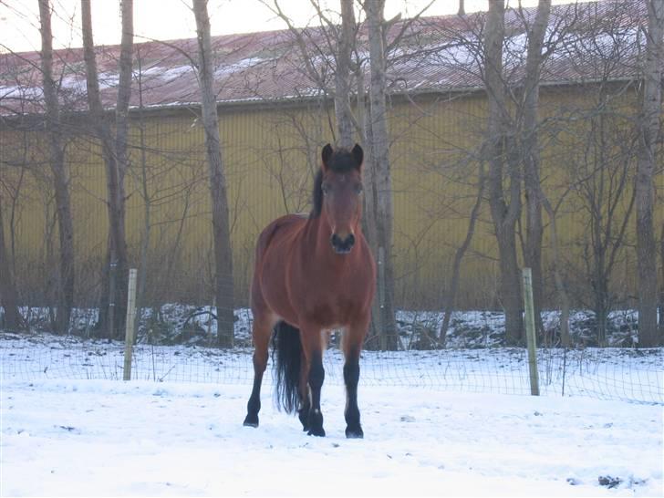 En masse blandede billeder af Tornerose billede 15
