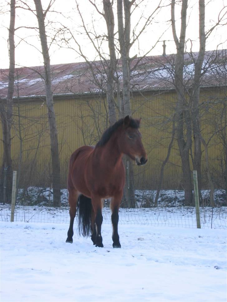 En masse blandede billeder af Tornerose billede 16