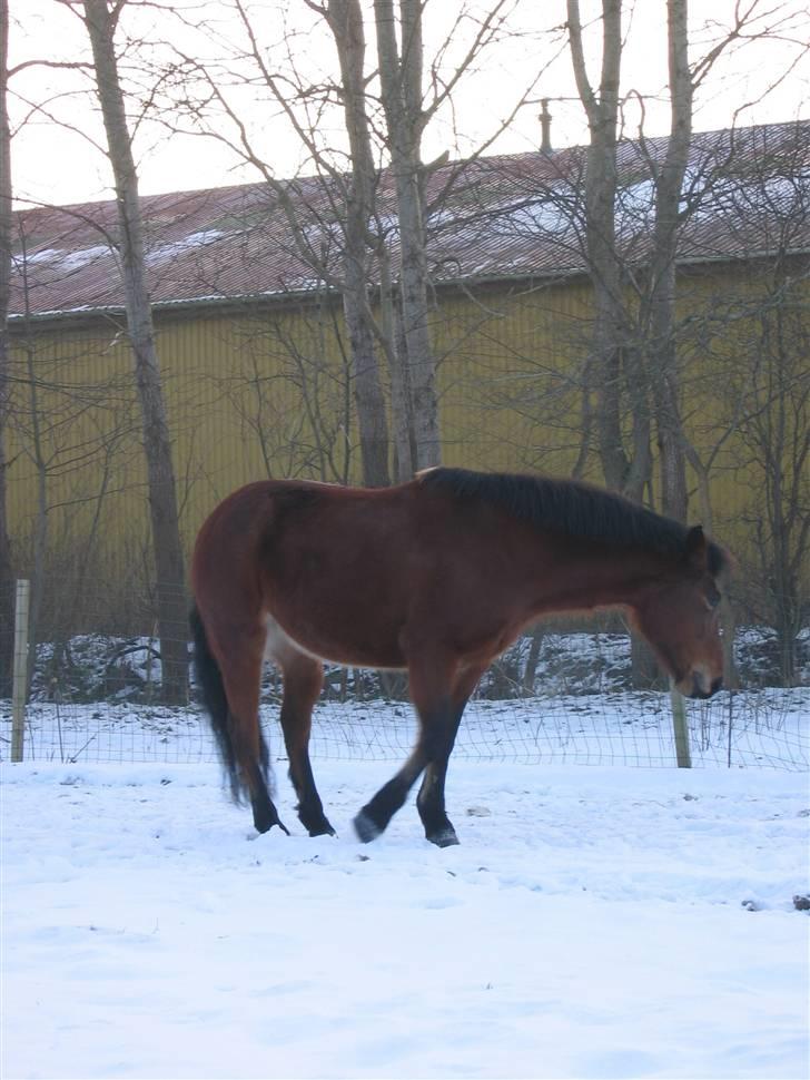 En masse blandede billeder af Tornerose billede 17