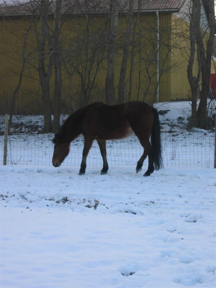 En masse blandede billeder af Tornerose billede 18
