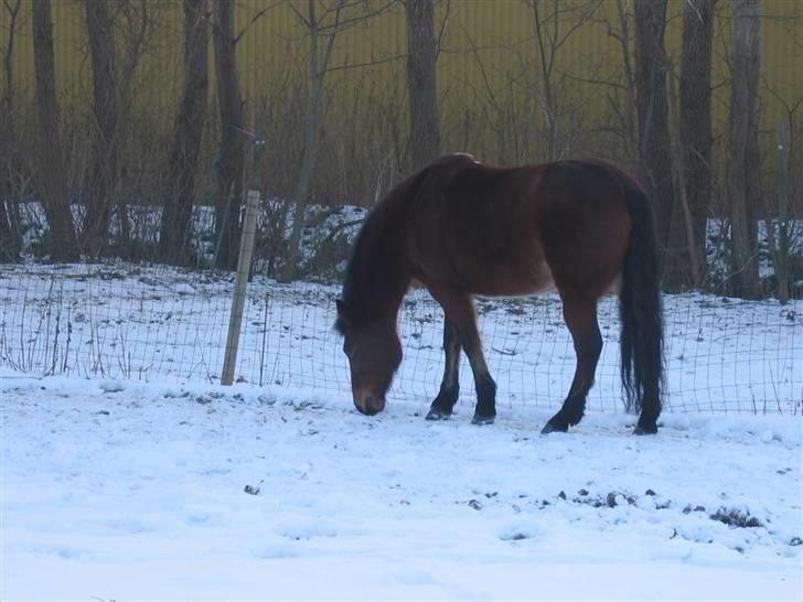 En masse blandede billeder af Tornerose billede 19
