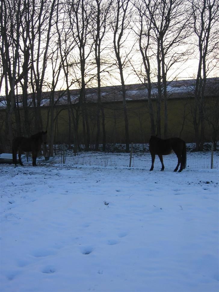 En masse blandede billeder af Tornerose billede 20