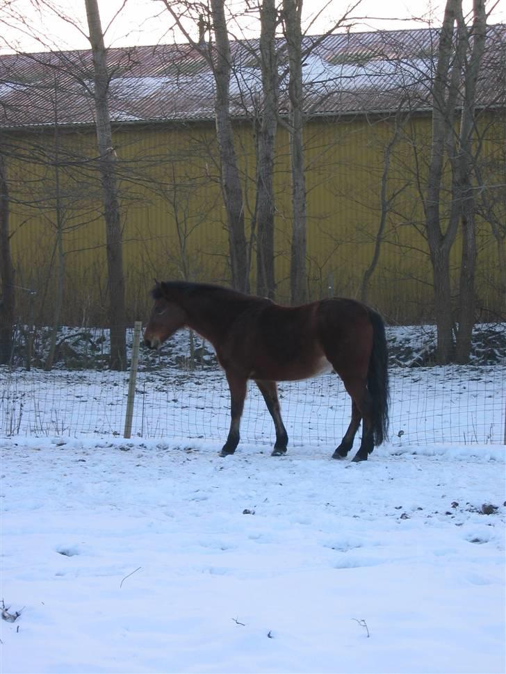 En masse blandede billeder af Tornerose billede 21