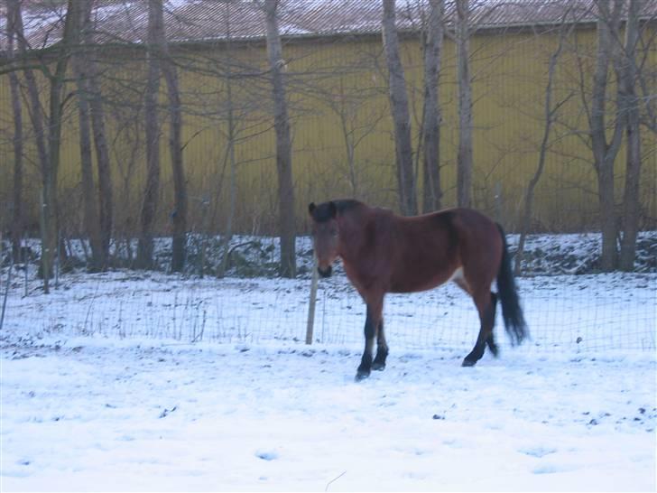 En masse blandede billeder af Tornerose billede 22