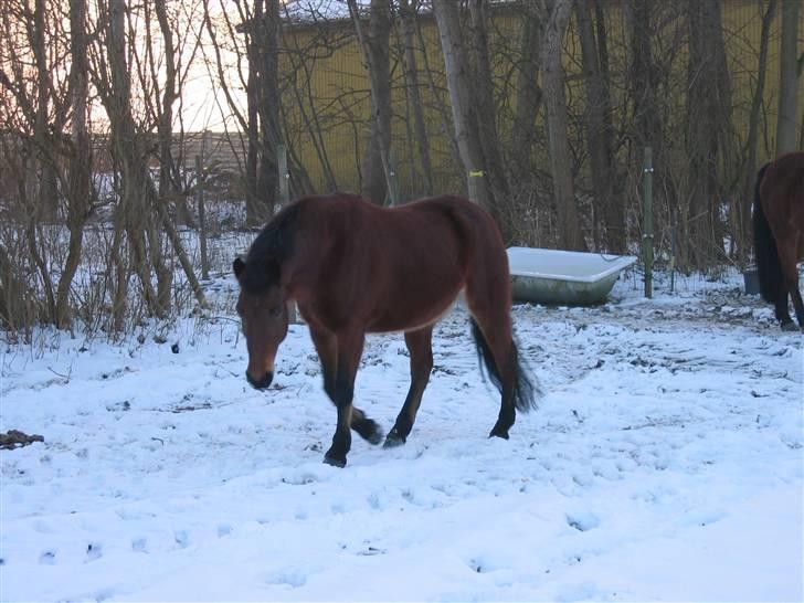 En masse blandede billeder af Tornerose billede 23