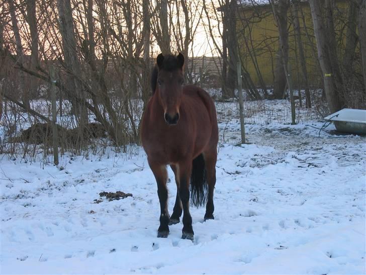 En masse blandede billeder af Tornerose billede 24