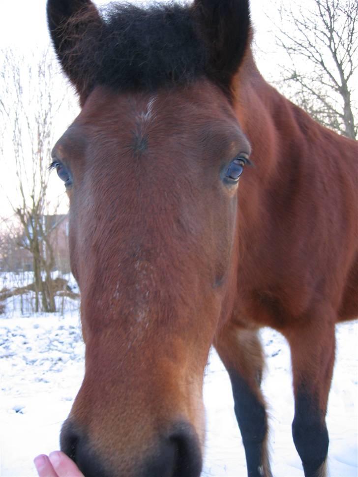 En masse blandede billeder af Tornerose billede 25