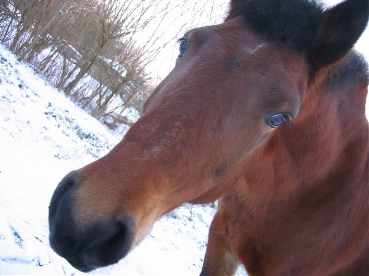En masse blandede billeder af Tornerose billede 26