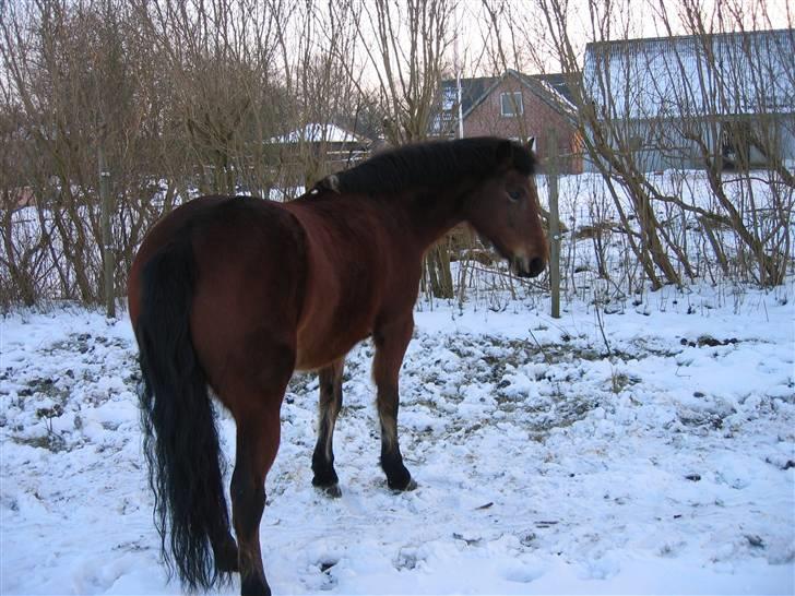 En masse blandede billeder af Tornerose billede 27