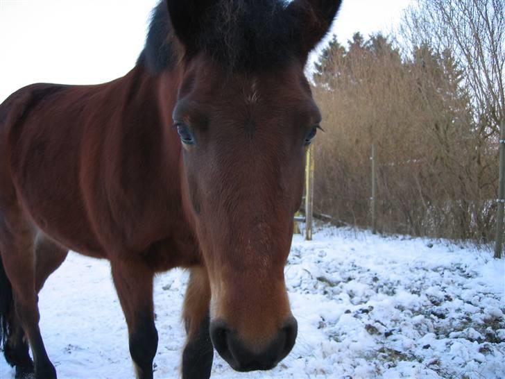 En masse blandede billeder af Tornerose billede 29