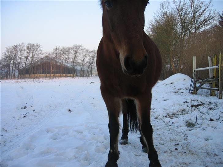 En masse blandede billeder af Tornerose billede 30