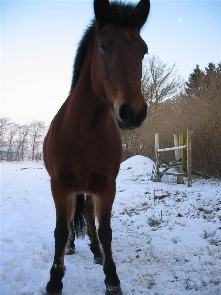 En masse blandede billeder af Tornerose billede 31