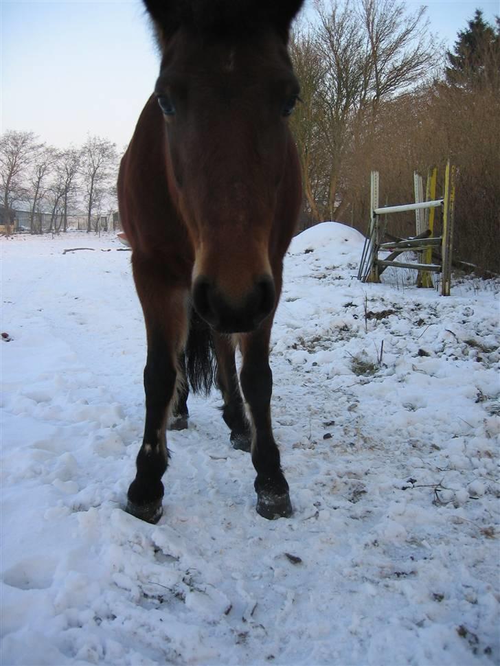 En masse blandede billeder af Tornerose billede 32