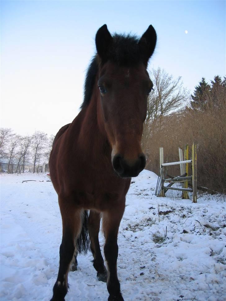 En masse blandede billeder af Tornerose billede 33