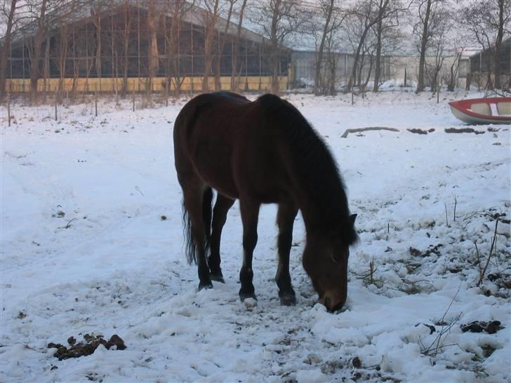 En masse blandede billeder af Tornerose billede 34