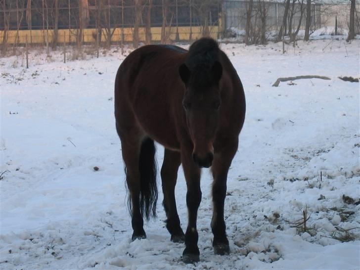 En masse blandede billeder af Tornerose billede 35
