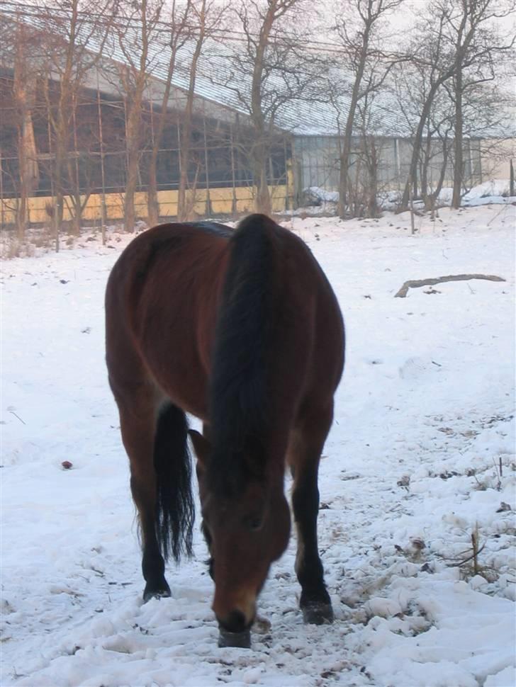 En masse blandede billeder af Tornerose billede 36