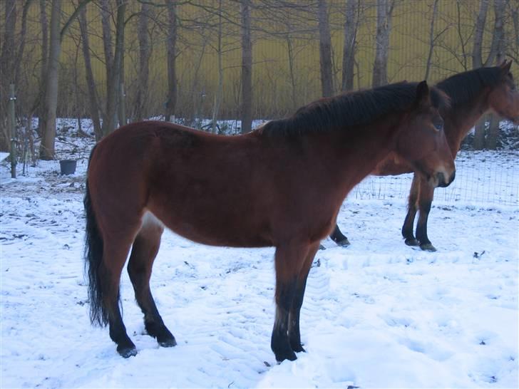 En masse blandede billeder af Tornerose billede 37