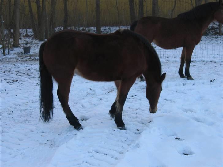 En masse blandede billeder af Tornerose billede 38