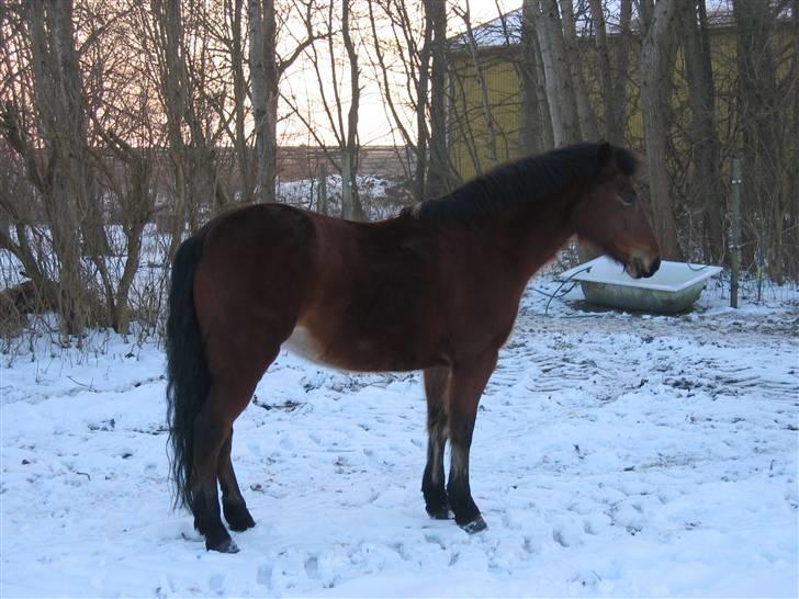 En masse blandede billeder af Tornerose billede 39